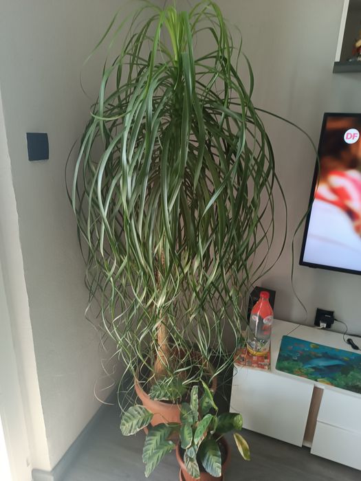 Две Нолини много красиви