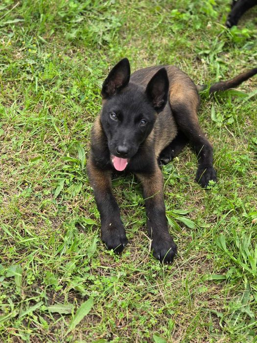 Ciobănesc Belgian Malinois
