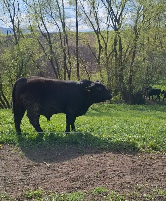 Tauri Aberdeen Angus (reproductie)