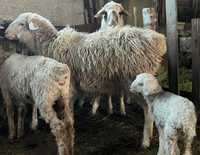 Продам овечек с ягнятами 55000 тг