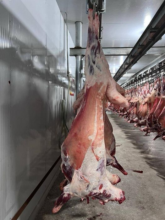 Свежее мясо Баранина Куй гушти