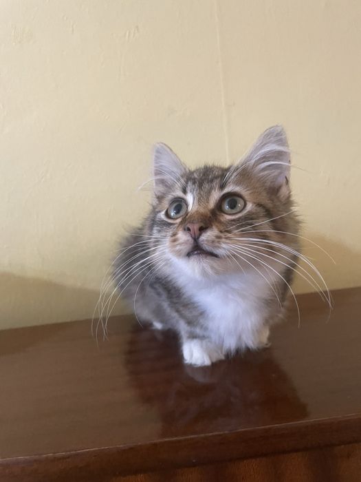 Котета търсят домове