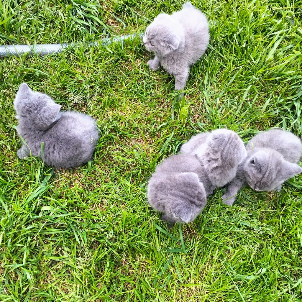 Pisică British blue