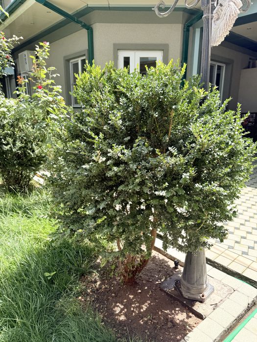 Шамшот сотилади бойи 150 ундан баланди хам пастихам бор