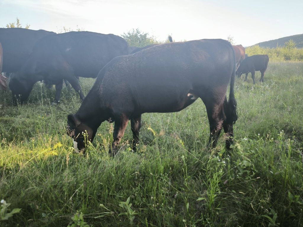 Vitele Angus si metis 1 an -1an jum