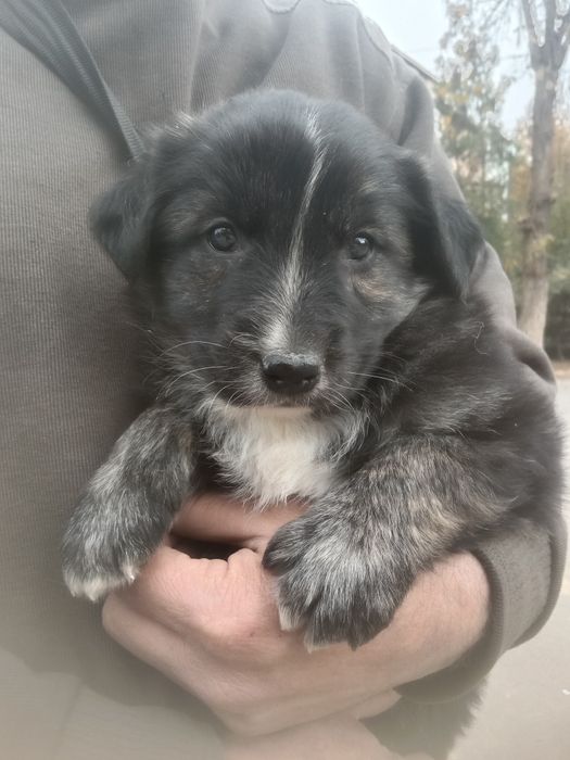 Щенок мальчик, возраст 2 месяца.