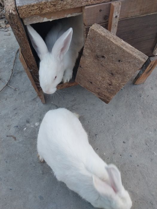 Икки дона куён бервораман бепул