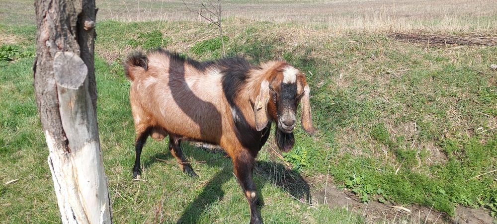 Vând Țap Anglonubian
