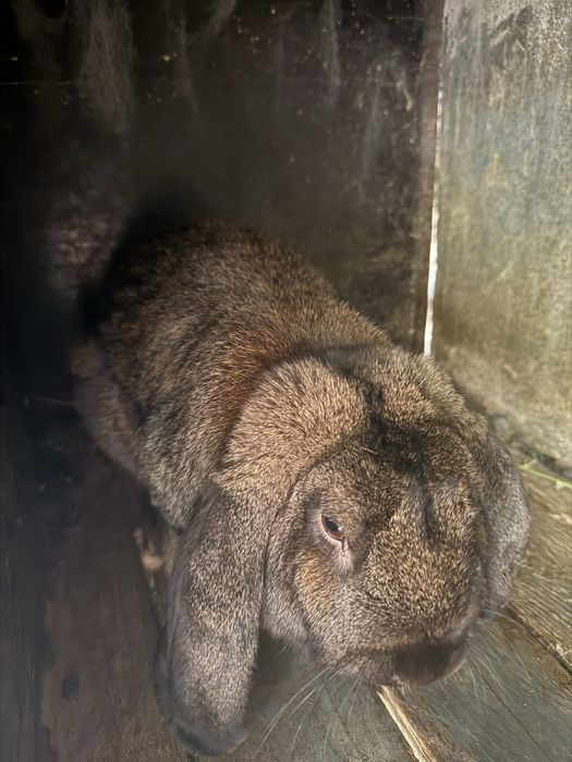 Vand iepuri de rasa mare peste 3 luni