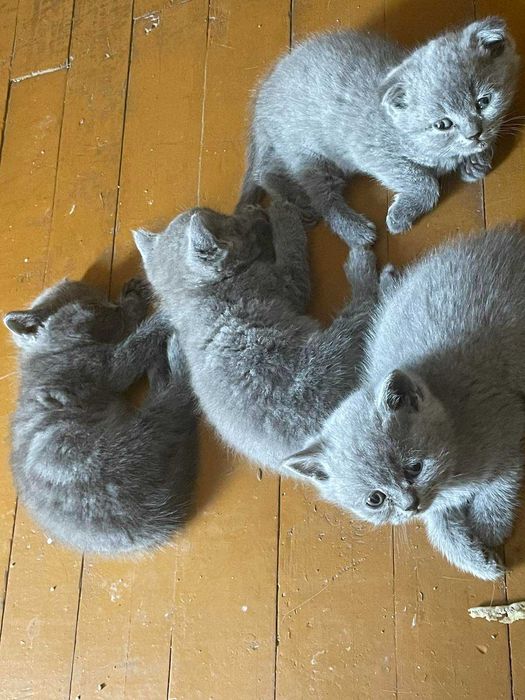 Продавам котенца на 2 месеца порода "Британска Късокосместа".