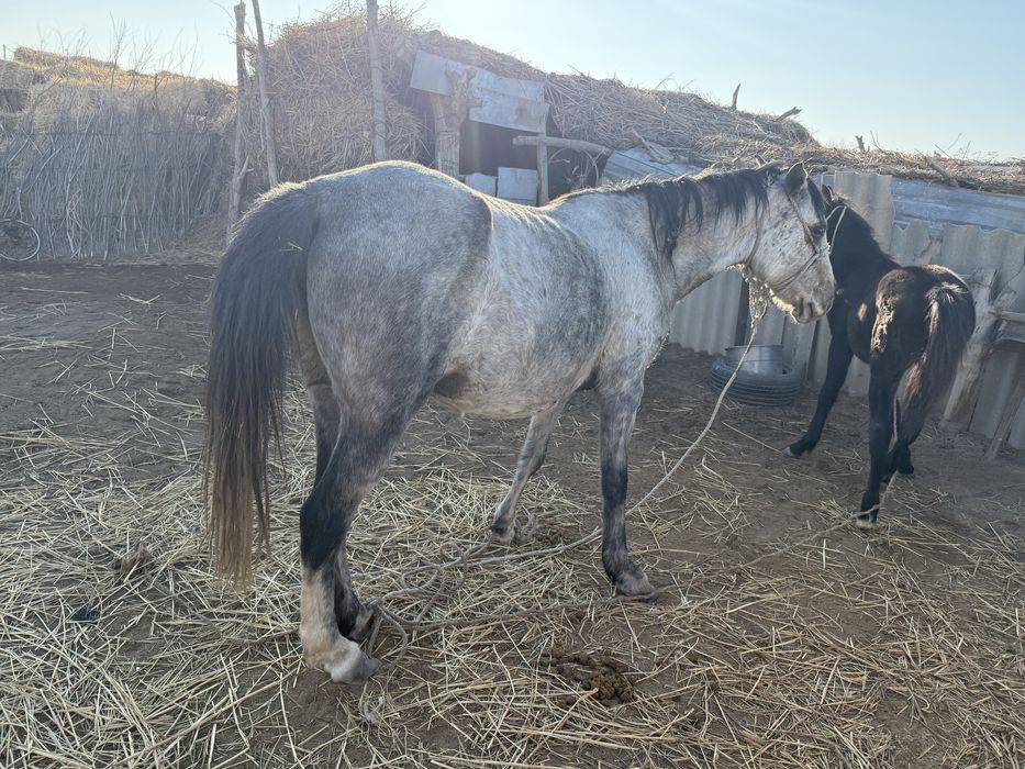 Буаз байтал сатылады