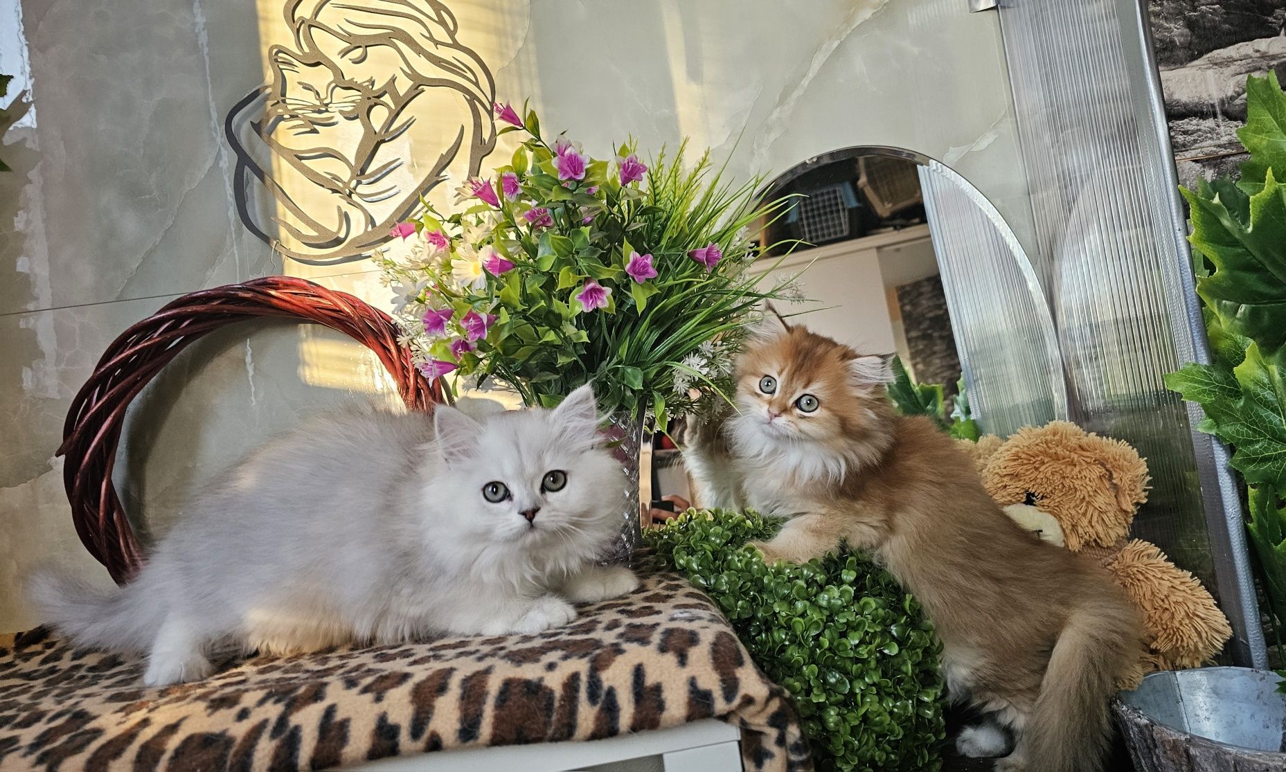 Британски дългокосмести котенца
