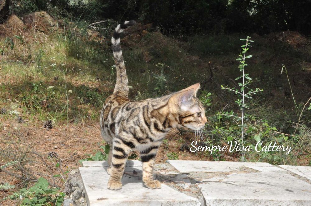 Бенгалско коте женско