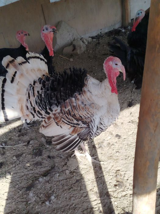 8 ойли эркак куркала сотилади