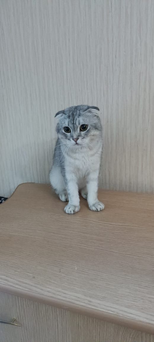 Молодой котик ищет свой дом