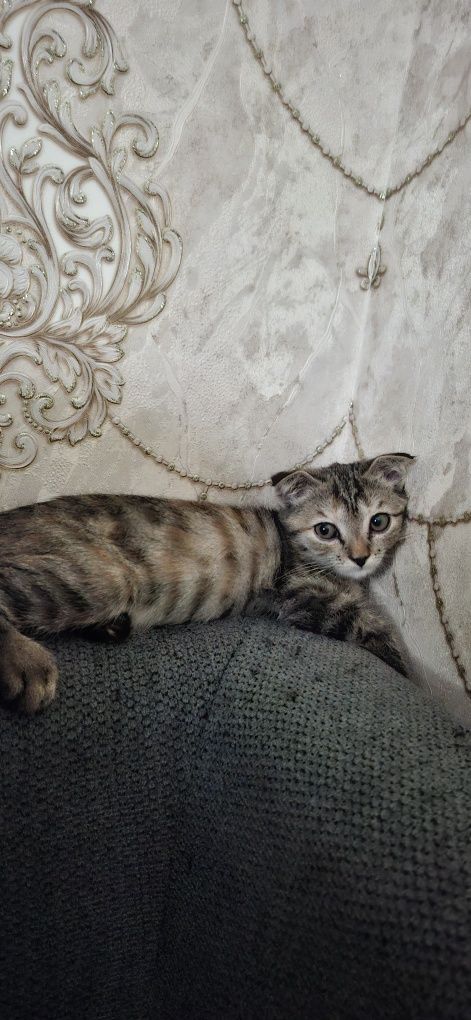 Котенок в хорошие ручки