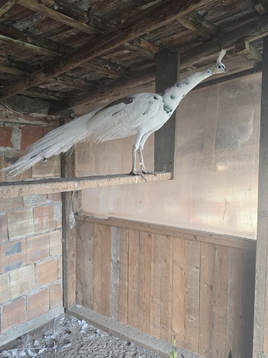 Зелени пауни Muticus Muticus и Спалдинг висок процент