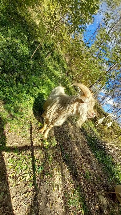 Țap saanen de un an și opt lunii