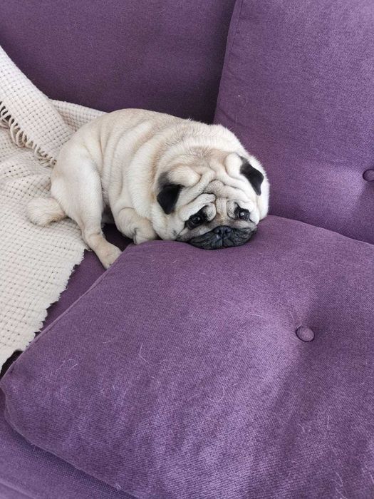 Mops 5.5 ani adopție
