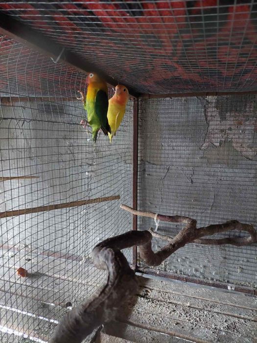 Чифт папагали порода Неразделка