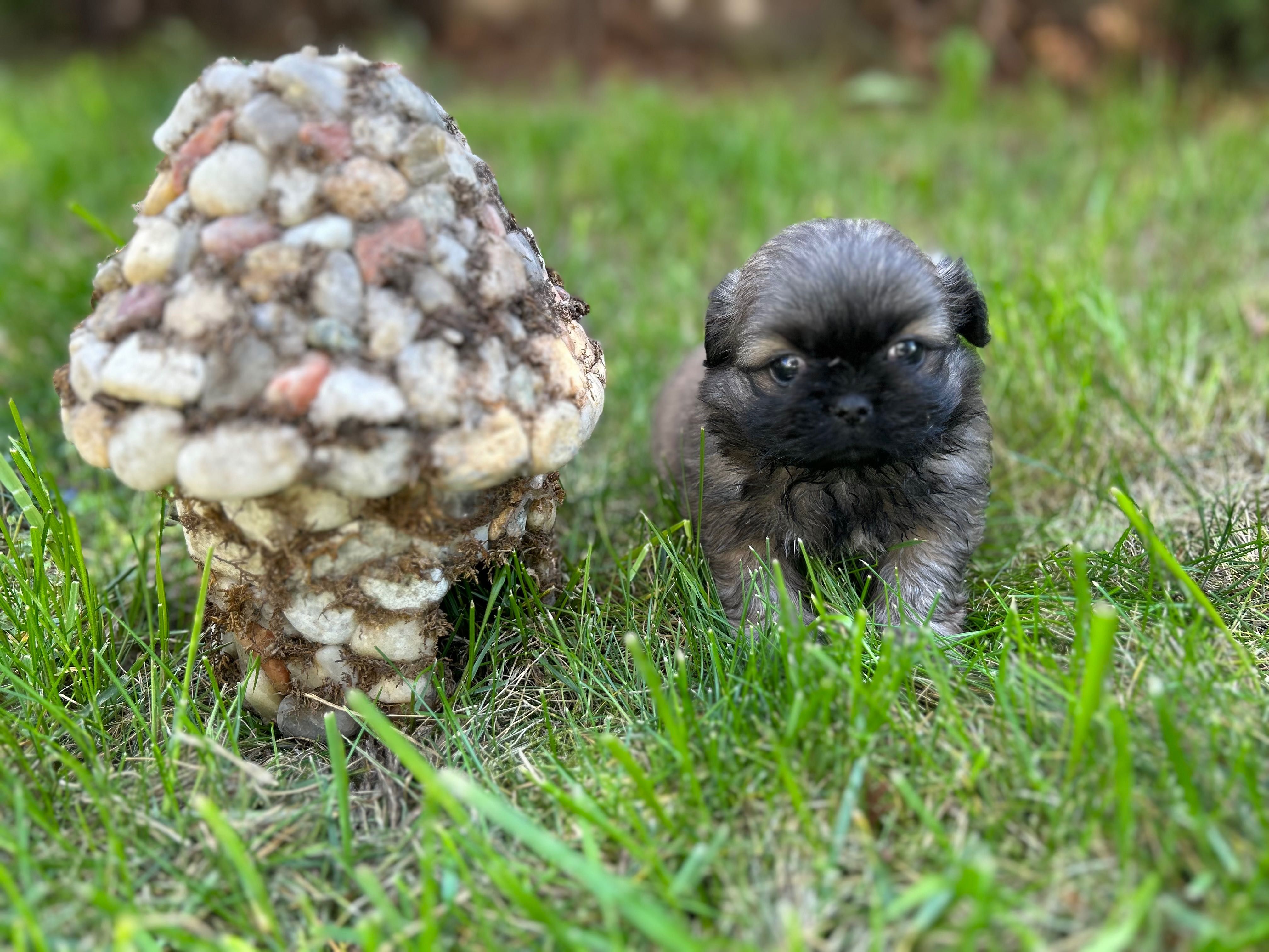 Мъжко куче пекинез