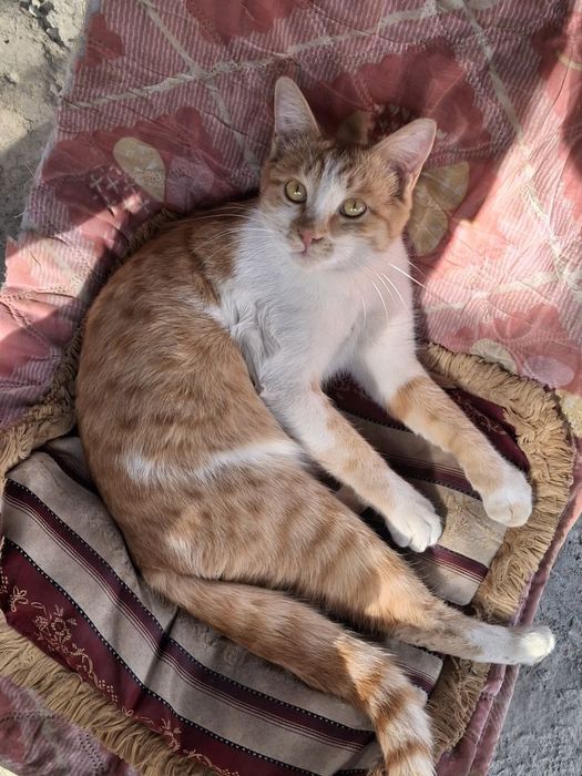 отдаем кота в добрые руки, около пол года, ласковый и игривый