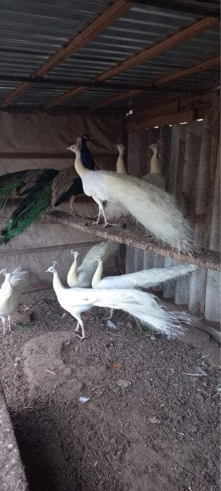 Белые павлины и индийские