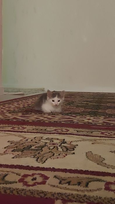Кошка отдам в хорошие руки. Маленькая