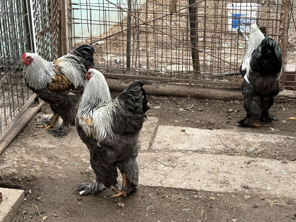 Pui brahma silver si herminat inchis