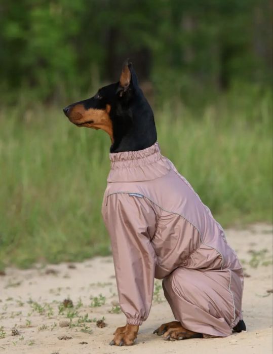 Костюм для собак