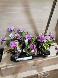 Орхидеи, орхидея, фаленопсис