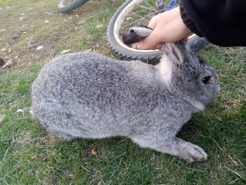 Продам кроликов или обмен