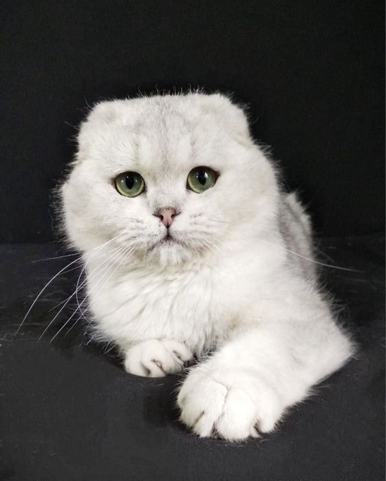 Вязка !!!SOTILMIDI Супер красавчик шотландский вислоухий KoTNs11331