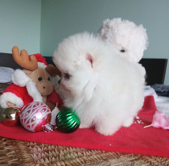 Померан-мини момиче