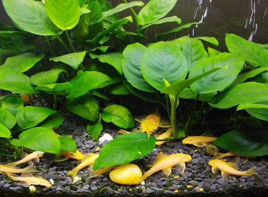 Меченосцы , Моллинезии, Гуппи ,Анциструсы.