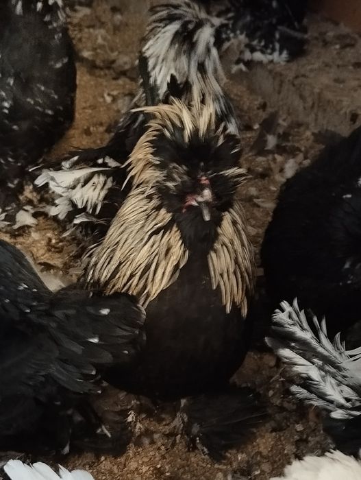 Карейски японкала сотилади. Зоти тоза.