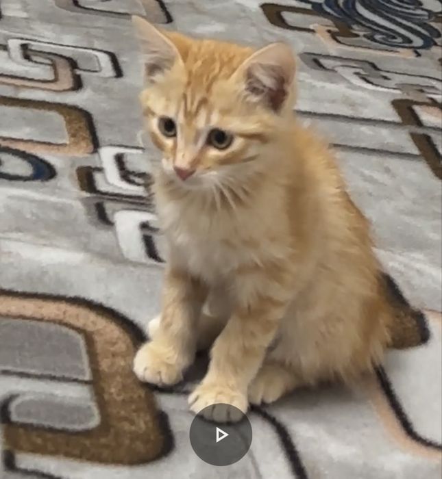 Ищу точно похожего котенка рыжего