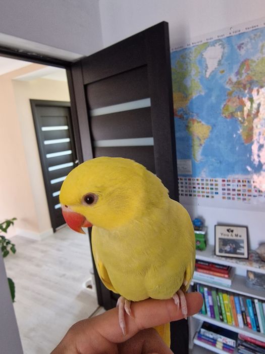 Micul Alexander blânzi