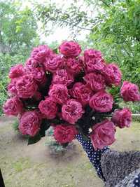 Шикарные пионовидные розы