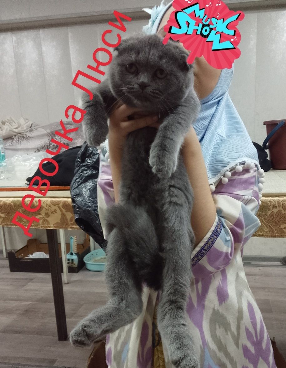 Продается котенок скоттиш фолд