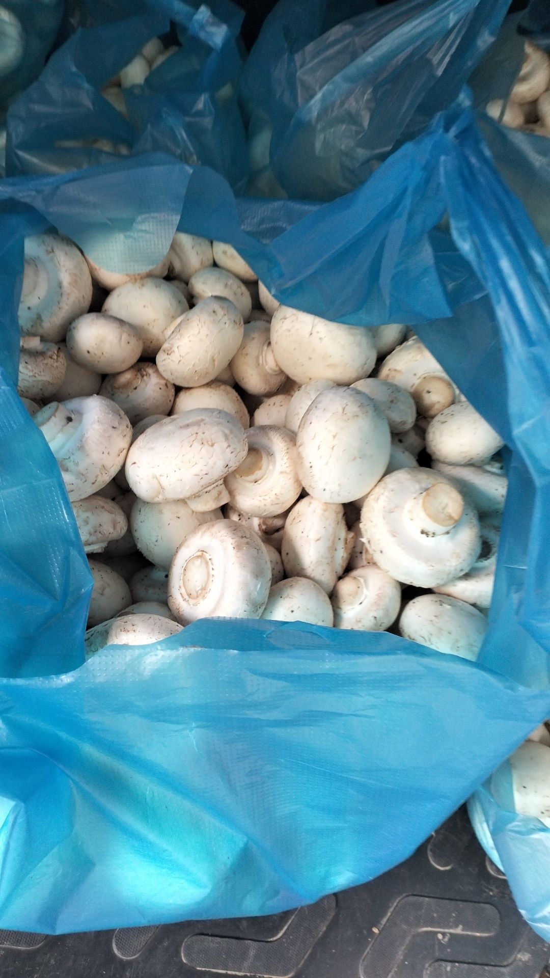 Продаем грибы, шампиньоны