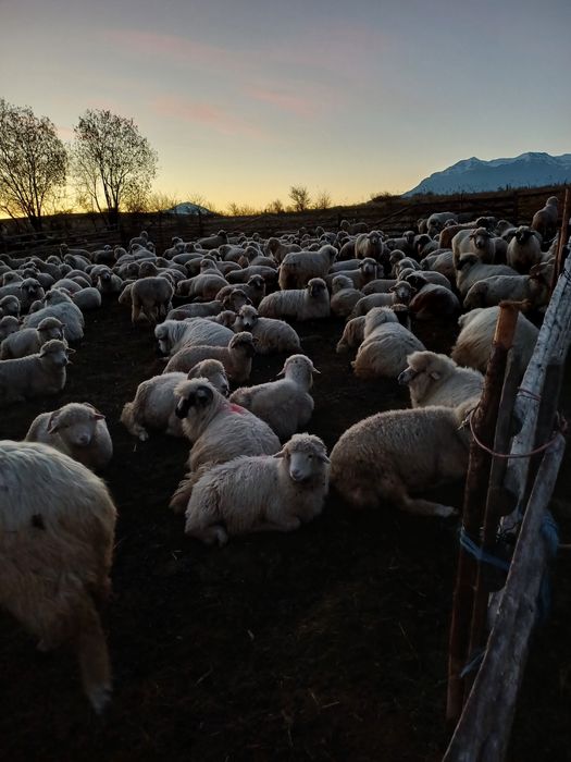 Berbecuți de vânzare
