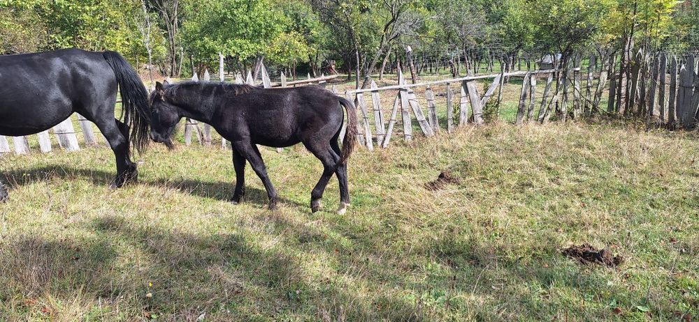 Vând mânz tânăr de ținut