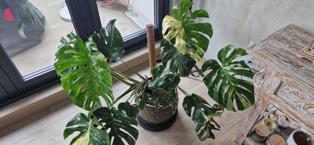 Monstera deliciosa variegata thai constelation albo