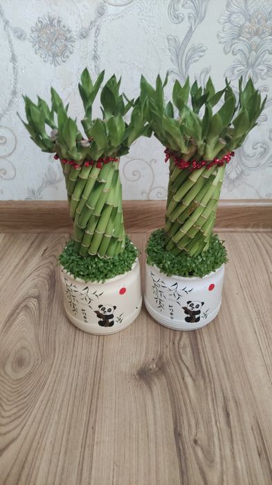 Бамбук керама. Комнатные растения Алматы