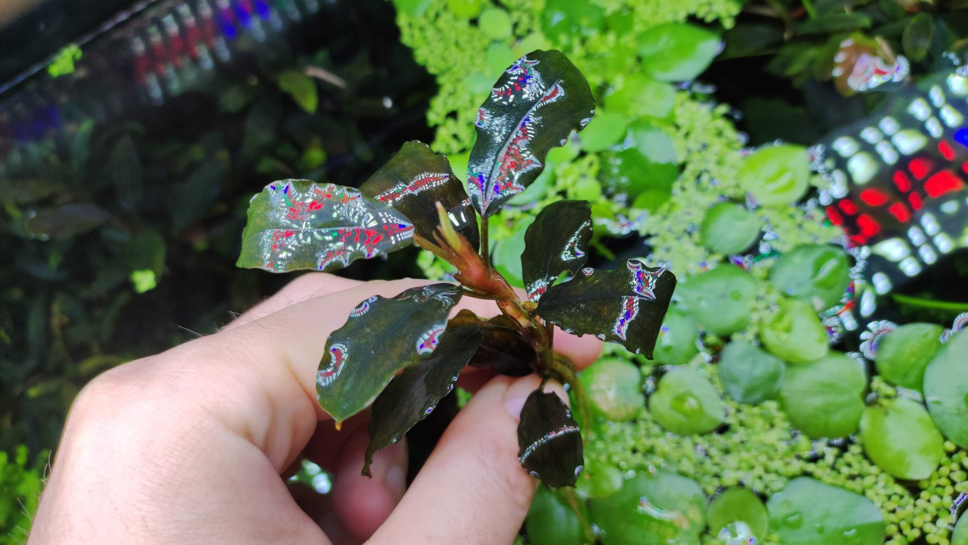 Plante acvariu Bucephalandra 10+ soiuri, carasi sarasa, plante iaz