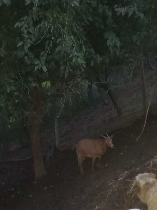 Vand sau schimb cu vaca, 5capre si 5 iedite