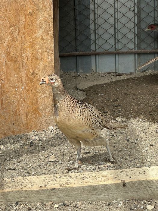 Fazani și făzănițe comuni