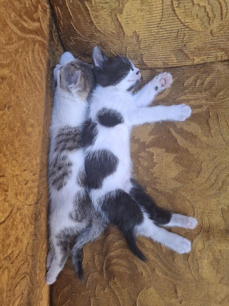 Ofer pui de pisica spre adoptie