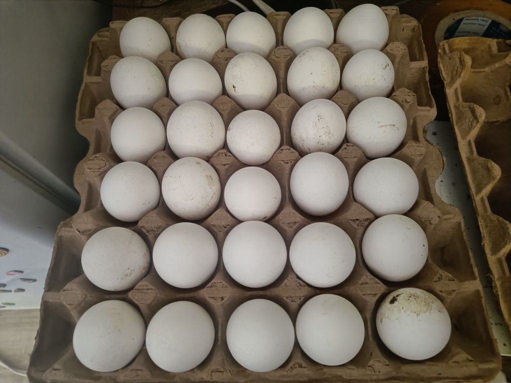 Куриные домашние яйца